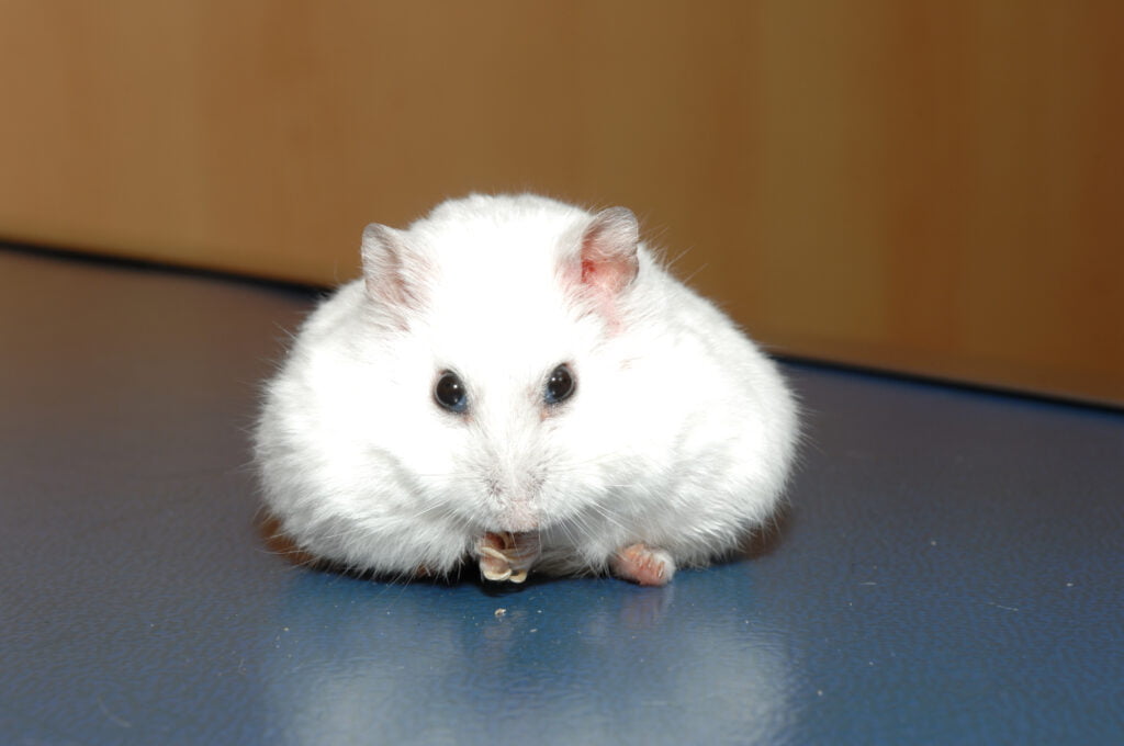 Nouveaux Animaux de Compagnie (NAC)