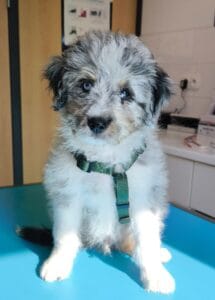 L’éducation du chiot : quelques conseils